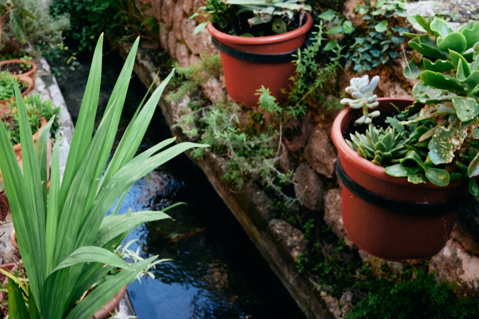 Vista cenital de la acequia junto al Bar Molino: el agua corre entre plantas y macetas sobre un muro de piedra, en Sóller