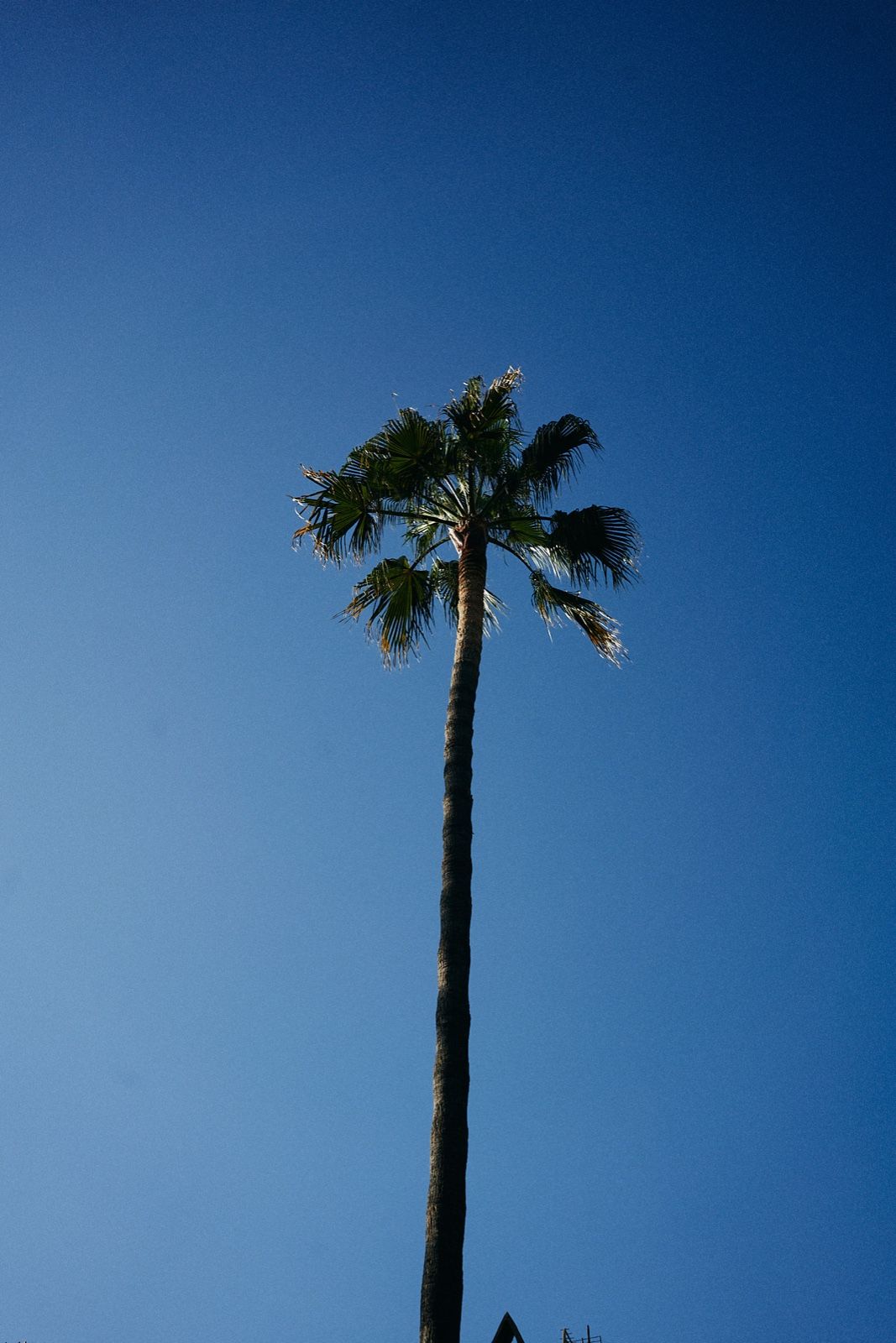Palmera recortada contra el cielo azul de Sóller, junto al Bar Molino